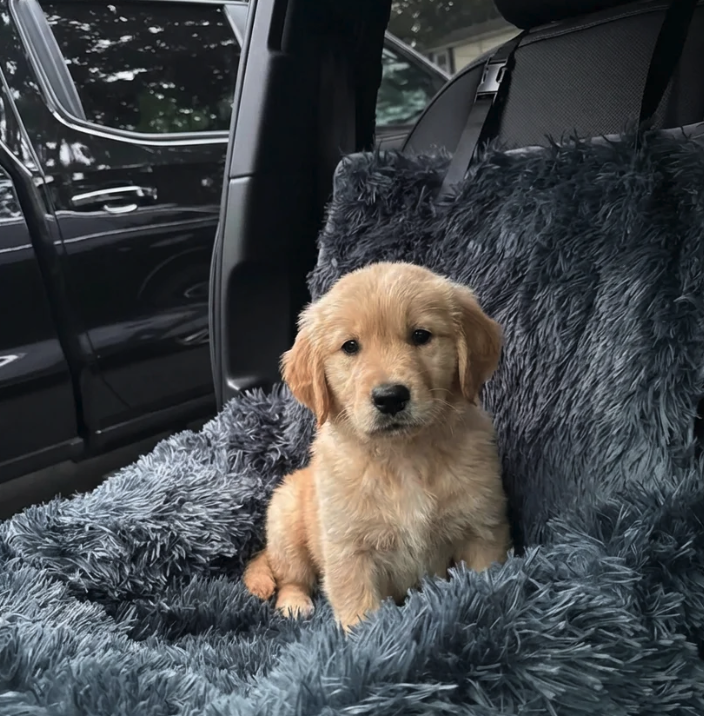 SafeNest – AutoBed